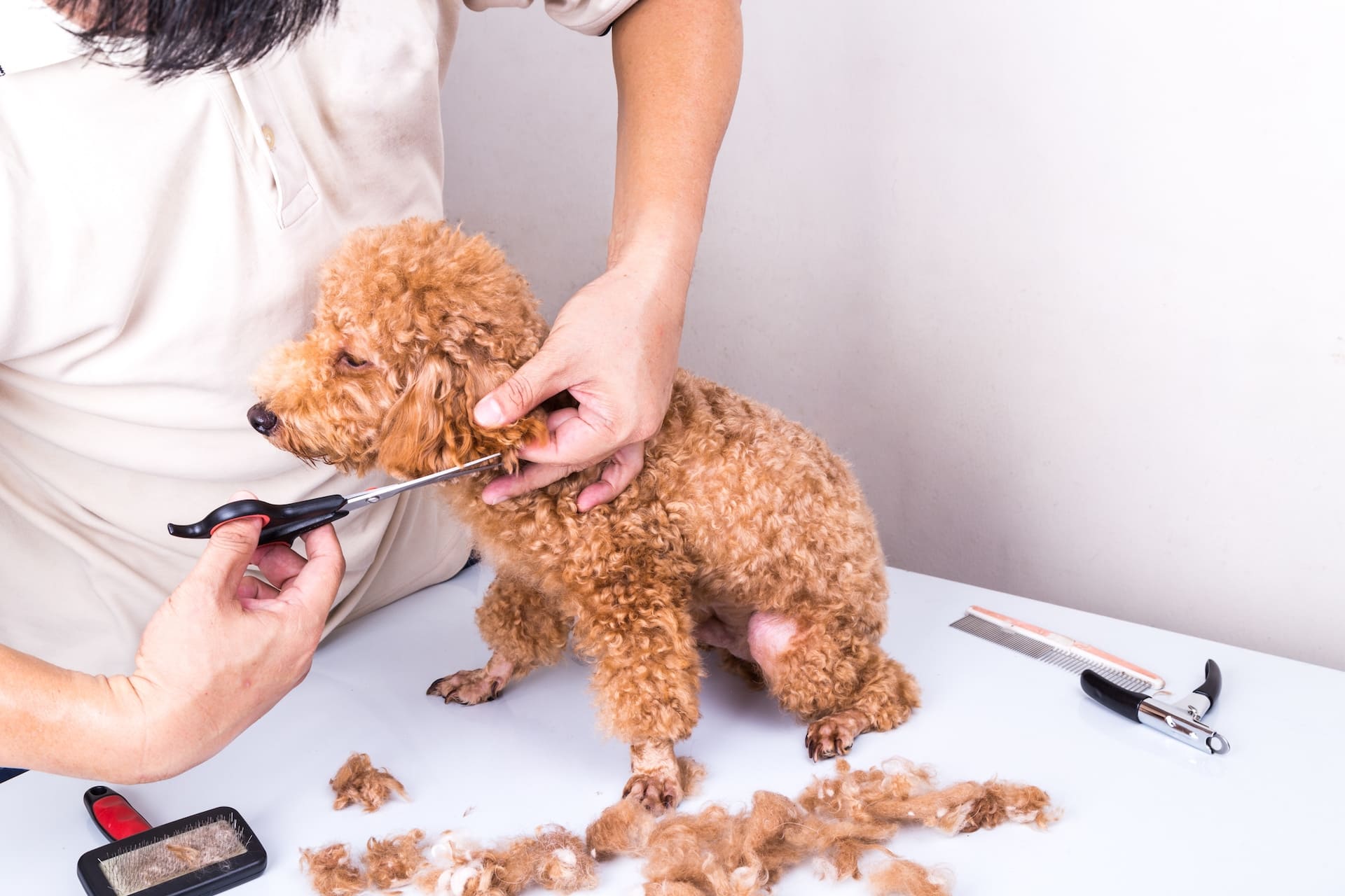 毛玉も処理 | 東京都府中のトリミングサロンならdog salon Love it