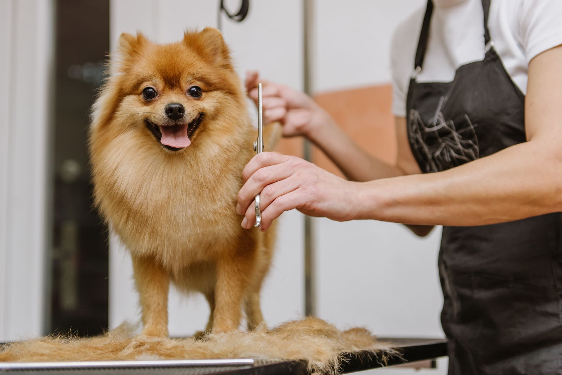 やさしい施術 | 東京都府中のトリミングサロンならdog salon Love it