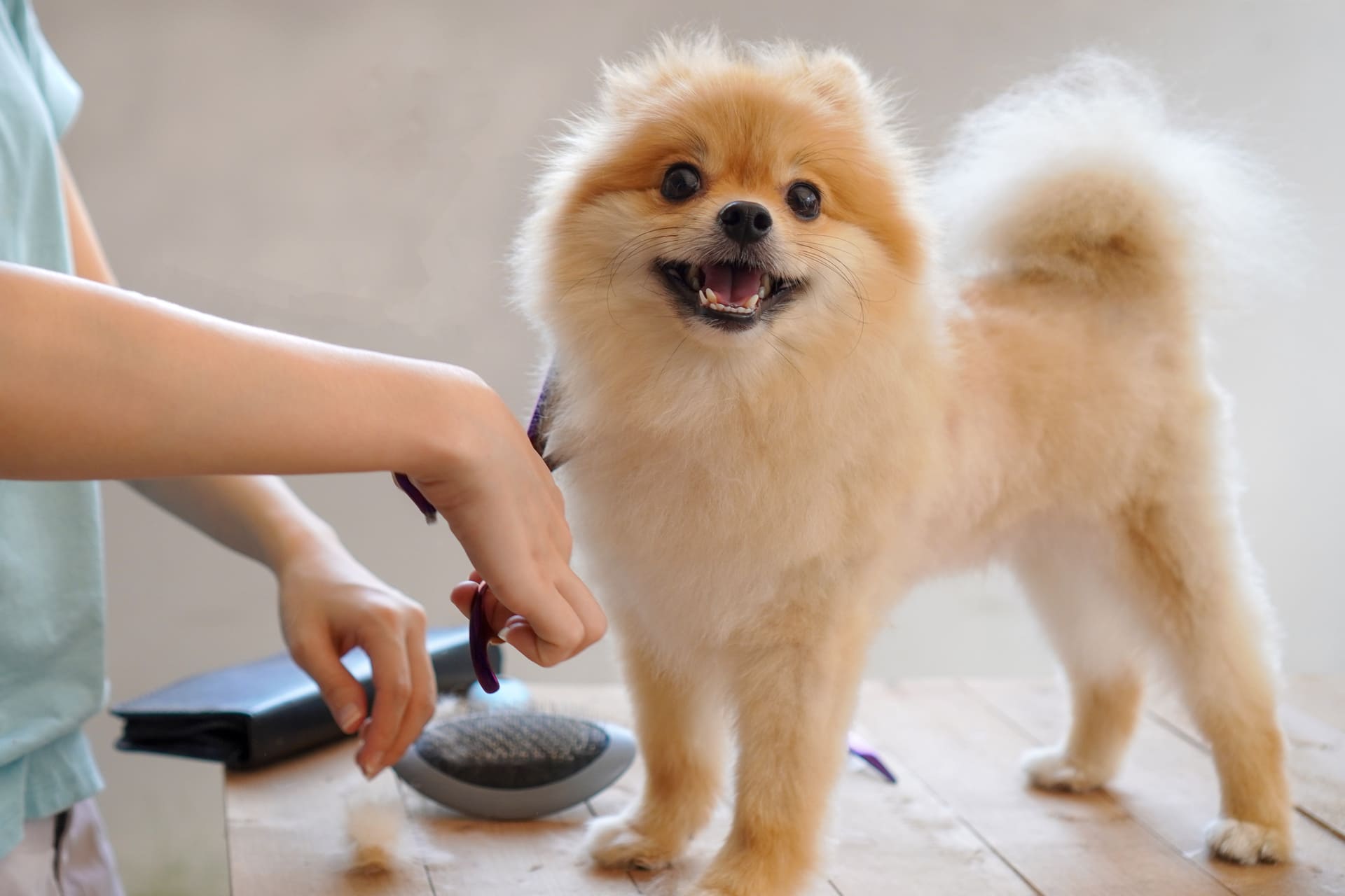 かわいい仕上がり | 東京都府中のトリミングサロンならdog salon Love it