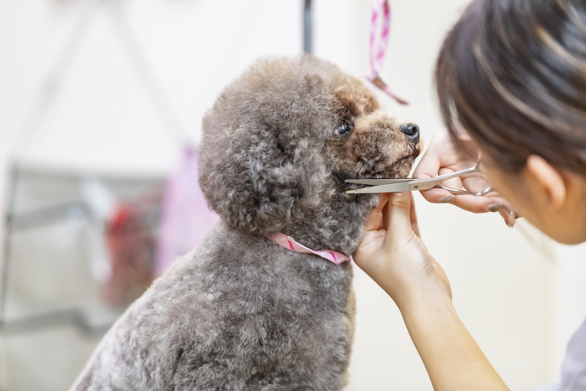 プードルのカット | 東京都府中のトリミングサロンならdog salon Love it