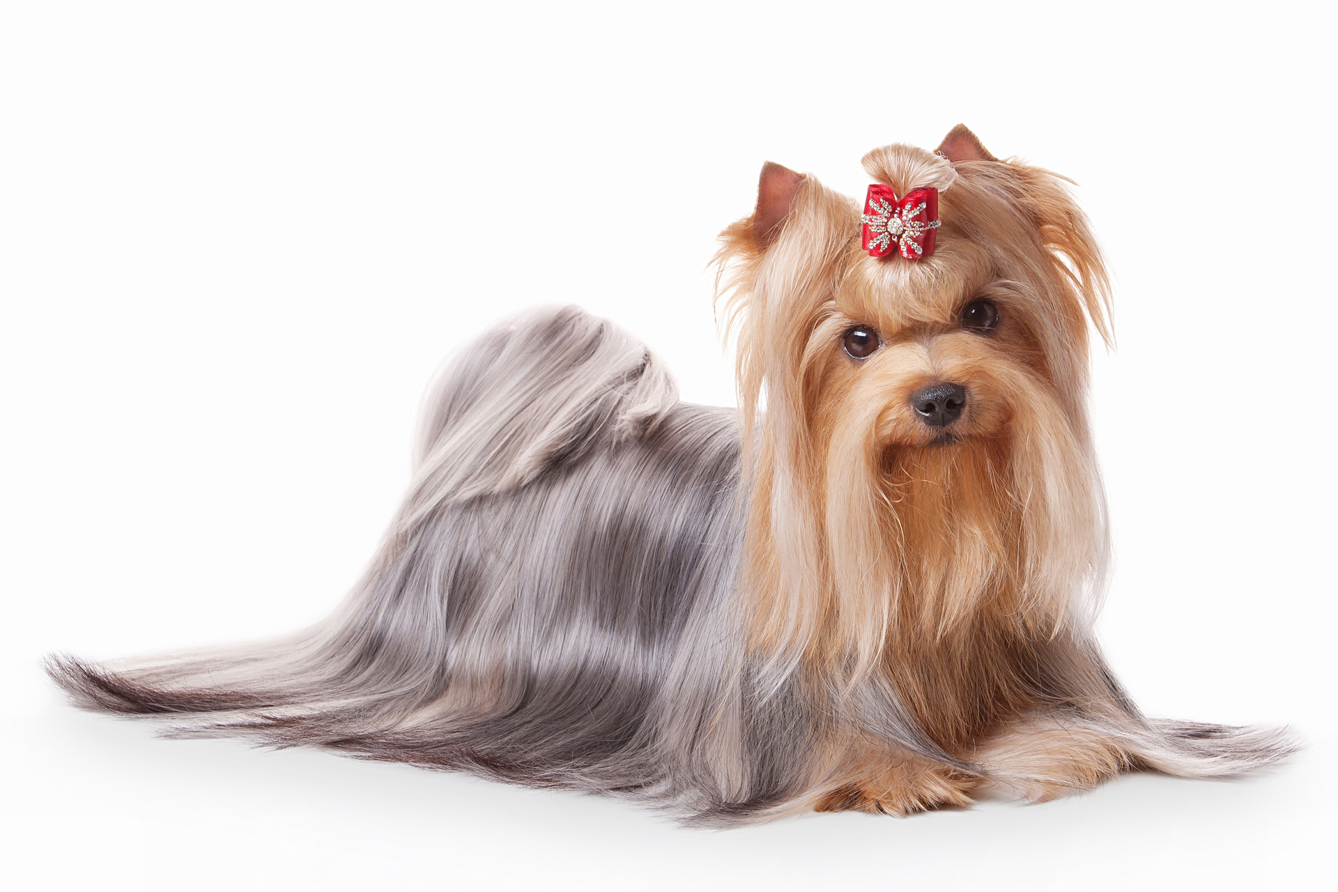 写真のオプション | 東京都府中のトリミングサロンならdog salon Love it