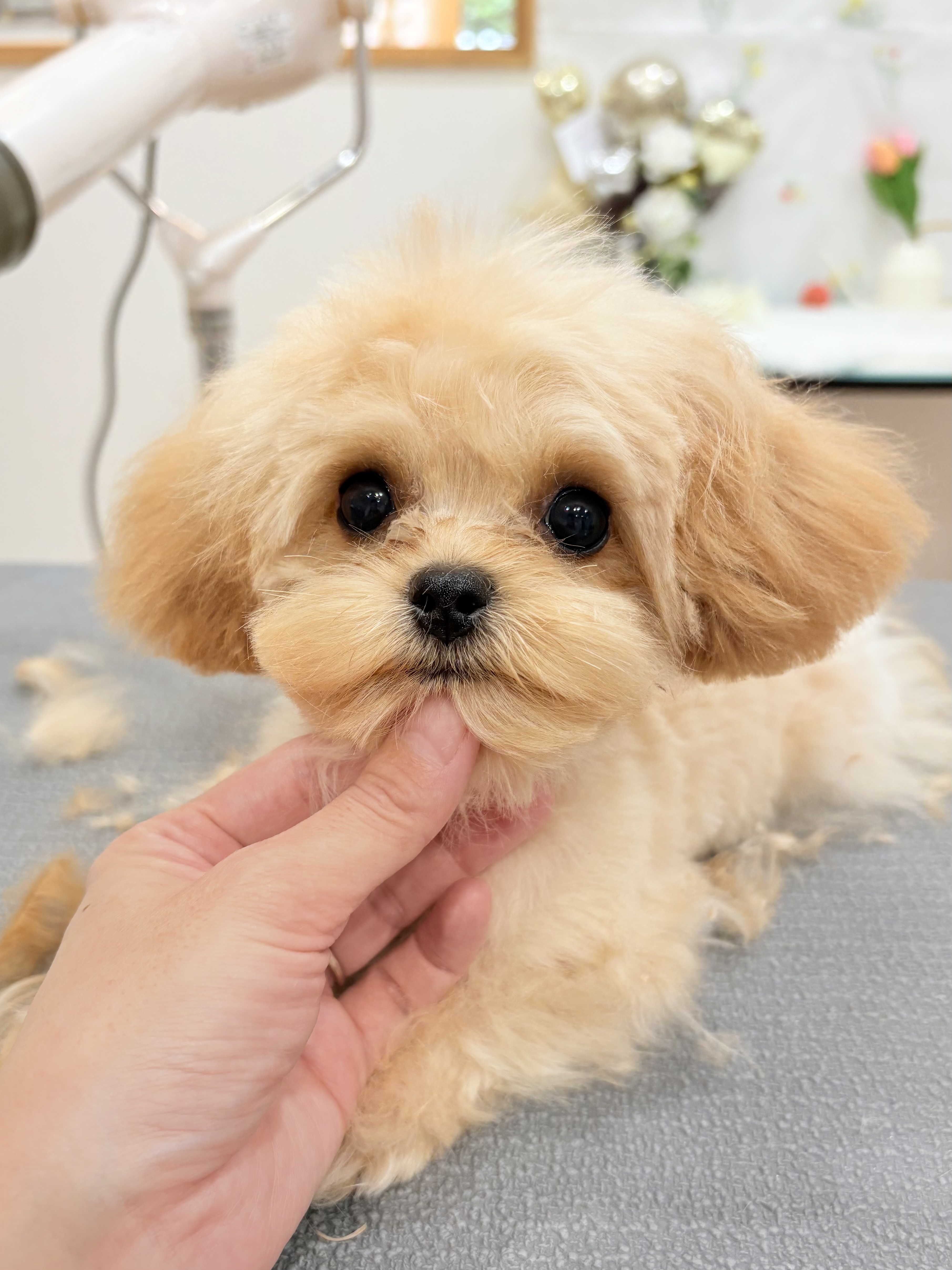 パピーへの配慮 | 東京都府中のトリミングサロンならdog salon Love it