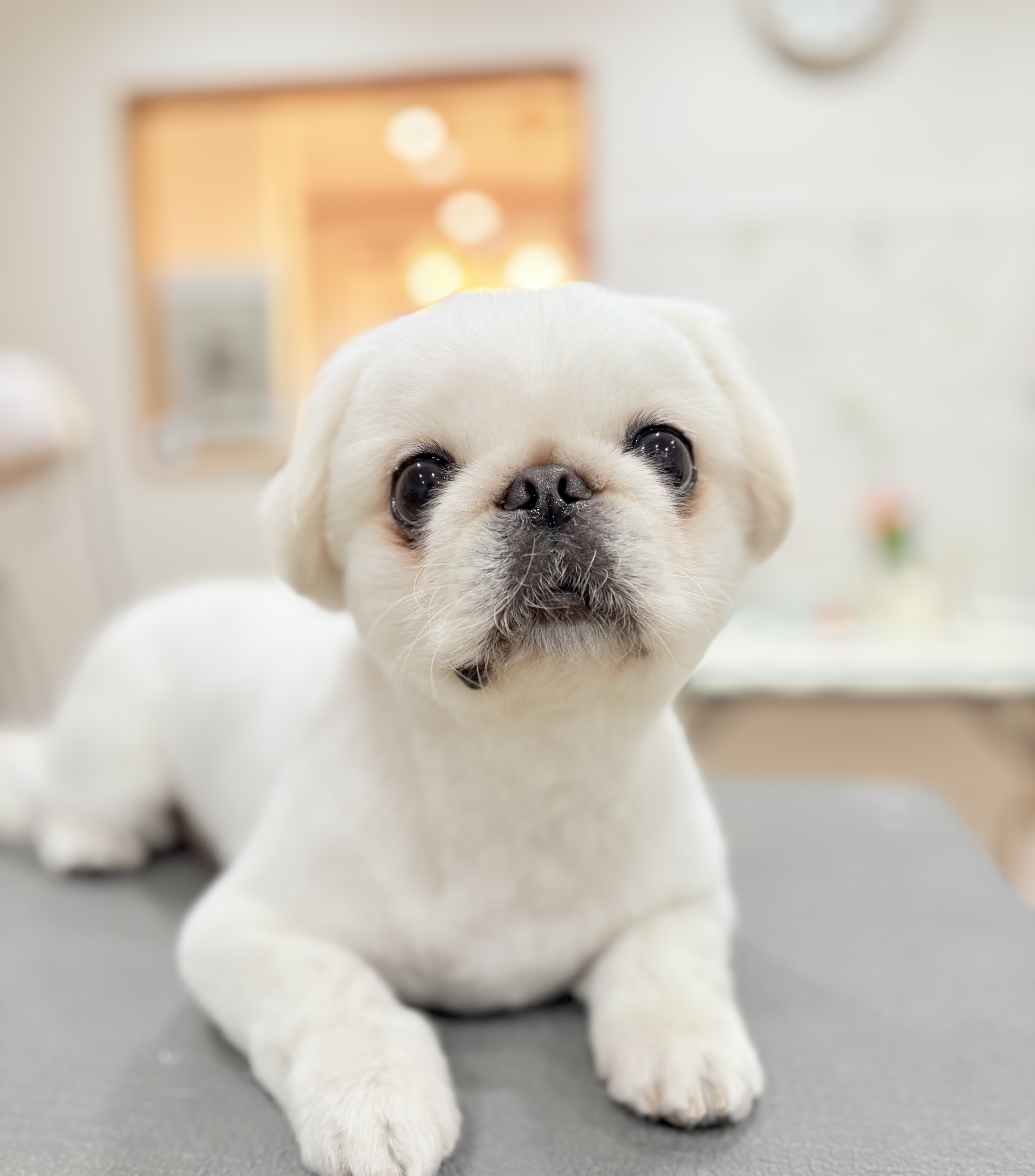 サマーカットするなら｜東京都府中市のdog salon  Love  it