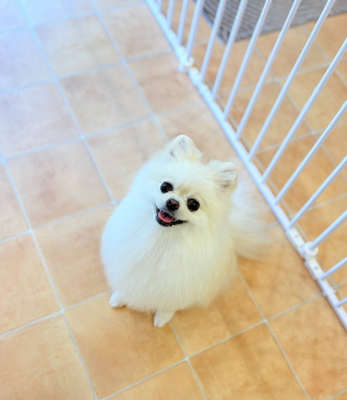 ポメラニアンのトリミングするなら｜東京都府中市dog salon  Love  it