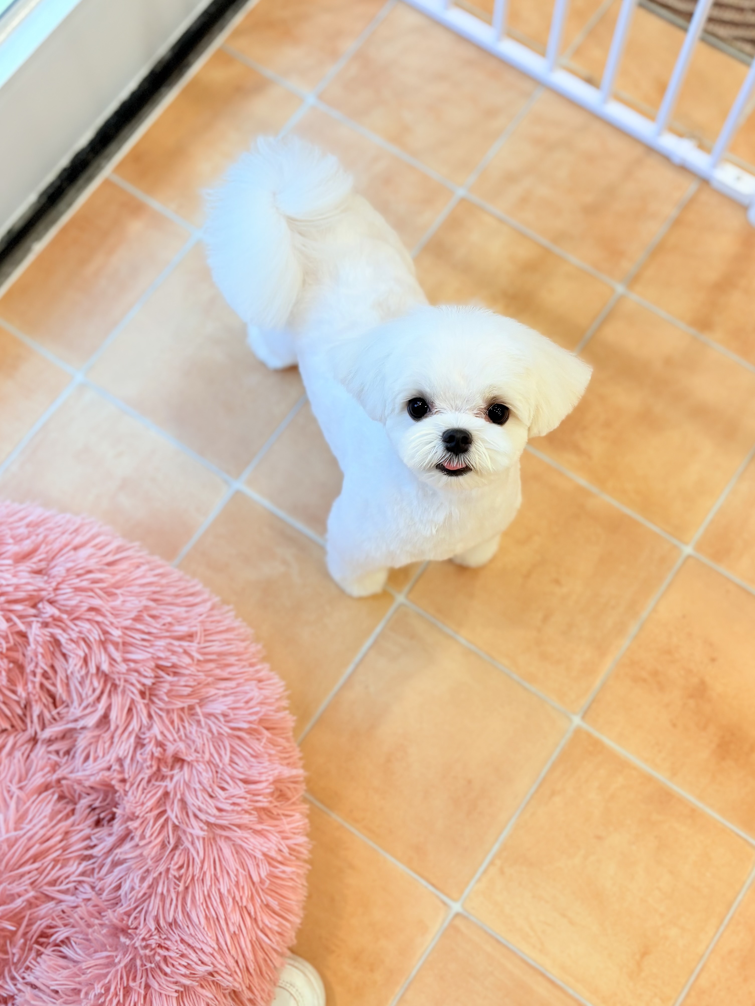 はじめてのトリミングなら | 東京都府中のトリミングサロンならdog salon Love it