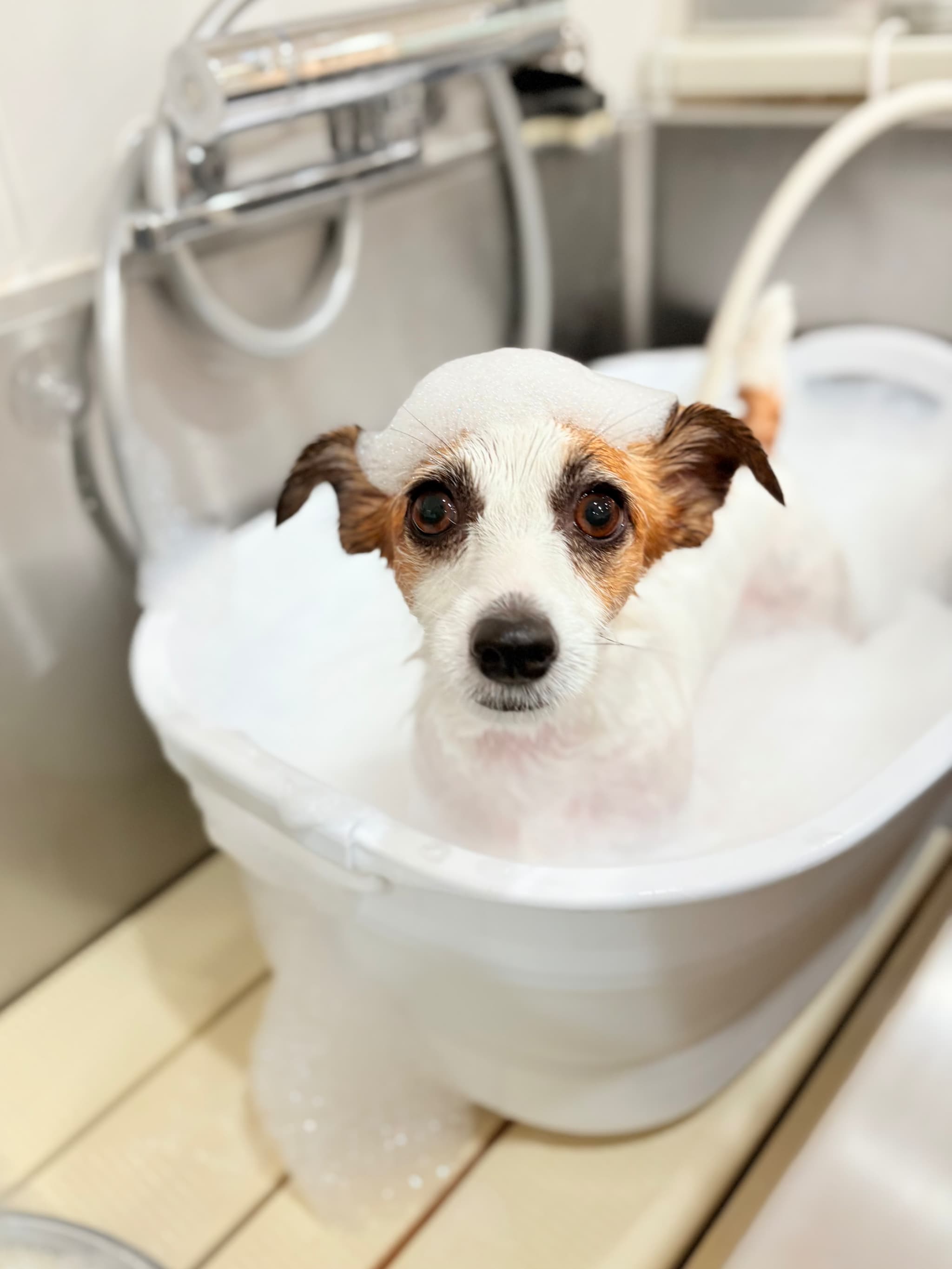 はじめてのシャンプー | 東京都府中のトリミングサロンならdog salon Love it