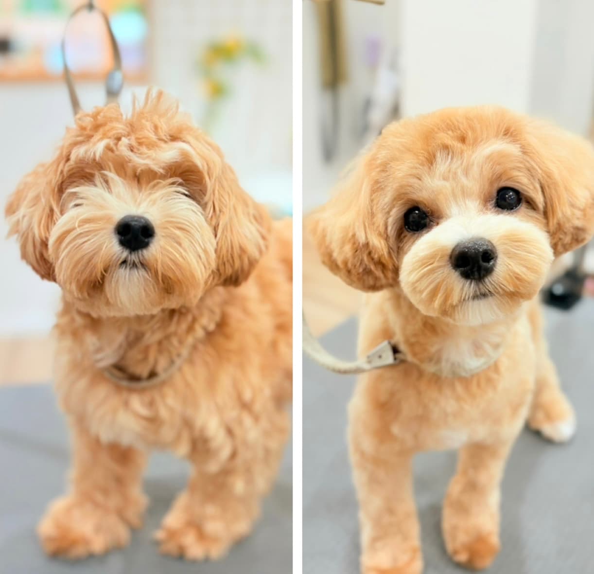 ビフォーアフター | 東京都府中のトリミングサロンならdog salon Love it